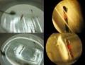 Rutgers University Scientist Conducts Experiments to Make Effective Plastic Electronics