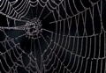 Secret Behind the Strength of Spider Webs