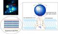 Quantum Dots-Based Technique Paves Way to Understand Brain Disorders