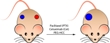Researchers Study Functionalized Nanoscale Carbon Clusters for Chemotherapy