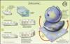 UMass Scientists Develop New Printing Technique to Create 3-D Shapes of Polymers