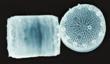 Study Paves Way to Develop Diatom-Inspired Nanomaterials