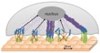 PLGA Implant with Modified Surface Prevents Breast Cancer Cell Growth
