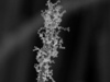 Faster and Simpler Technique to Decorate Nanowires with Metal Nanoparticles