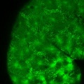 Looking Into the Cells of Living Fish