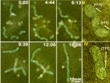 Nanocrystal Growth Study Helps Develop Advanced Energy Devices