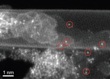 Researchers Develop Low-Cost Catalyst Using Carbon Nanotubes