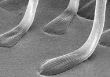 Bionic Researchers Design Artificial Material Inspired by Beetles