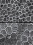 Study on Biological Structures Provides Insights to Design New Materials