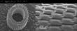 Microscopic Mechanics of Sea Urchin's Spine