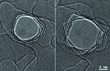 Graphene Nanopores for Sequencing DNA