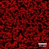 Researchers Explore Working Mechanism of Structures Inside Gels