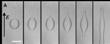 Study Suggests New Mechanism of Failure of High-Energy-Density Dielectric Polymers