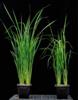 Better Extraction of Xylan for Increased Biofuel Generation