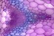 Plant Hormone Study Results Provide Insights to Produce Next-Generation Biofuels