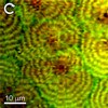 Researchers Peer into Structure of Blended Polymers