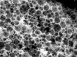 Right Amount of Stickiness Helps Stem Cell Growth