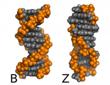 New Mathematical Analyses Help Design Novel Materials and Biomaterials