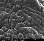 Coated Cotton Collects Water from Misty Air