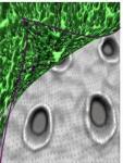 Wrinkling Material Prevents Accumulation of Marine Growth on Ship's Surface