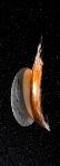 Researchers Develop 3-D Simulations of Vesta’s Global Evolution