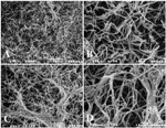 Study Reveals Fungi Hold Potential to Replace Plastics