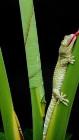 Akron Researchers Study Geckos to Develop Synthetic Adhesive That Sticks When Wet