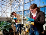New ASU Effort to Use Biomaterials for Rubber Production in a More Environmentally Sustainable Manner