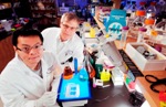 RNA can Catalyze Single Electron Transfer in an Oxygen-Free Environment