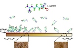 Simpler Technique for Creating Biomolecular Gradients