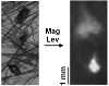 Separating Pharmaceutical Crystals by Magnetic Levitation