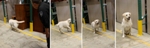Innovative Odor-Releasing Materials Provide Safer, More Consistent Way to Train Dogs