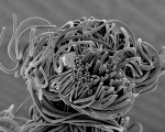 New High-Performance Stretch Fiber Developed by Teijin