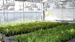 First Pilot Industrial System for Extracting Dandelion Rubber to Make Tires