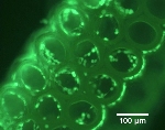 New Discovery Opens Door to Much Wider Range of Biocompatible Implant Materials