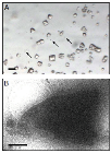 New Technique Generates High-Resolution Protein Structure from Tiny Crystals