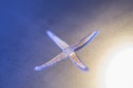 Novel Morphing Material, When Heated, Changes Shape in a Predetermined Pattern