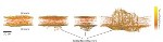 Dendrite Problem Hampers use of Lithium Metal Anodes for Lithium-Ion Batteries