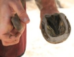 Horse with Laminitic Foot Benefits from 3D Printed Titanium Shoes