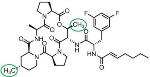 Providing More Backbone Increases Biological Potency of ADEPs