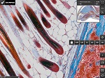 New iPad App Launched By Olympus