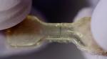 New Dynamic Materials May Enable Removable Paint and Self-Healing Plastics