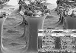 Novel Adhesive Tape Possesses Self-Cleaning Properties of Geckos