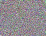 First Known Biological Occurrence of ‘Disordered Hyperuniformity State’ Found in Chicken's Eye