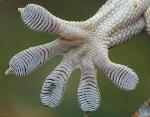 Research Team Describes New Versatile Version of Geckskin