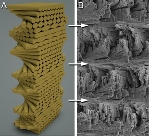 Researchers Design Composite Material Stronger Airplanes Inspired by Shrimp