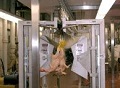 Headwall Secure Exclusive License For Patents Related to the In-line Inspection of Poultry