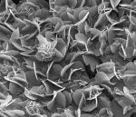 Organic Polymers Synthesized at High Temperature and High Pressure