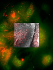 AXT to Distribute Delmic’s Correlative Fluorescent and CL Microscopy Products