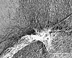 Scientists Create Synthetic Duplicates of Spider’s Super-Sticky, Silk ‘Attachment Discs’